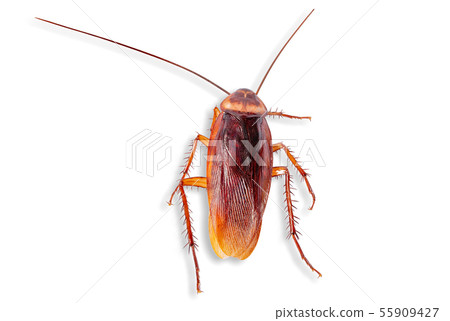 Brown cockroach on a white background Brown cockroach on a white background 55909427