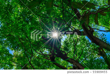 Sunlight Leakage Day 2 Sunlight Leakage Day 2 55909455