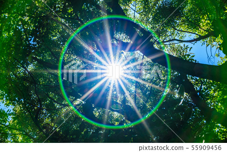Sunlight through the sun 1 55909456