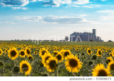 the grain elevator the grain elevator 55909673