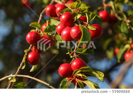 Red Mirabelle Plum / Prune (Prunus domestica 55909888