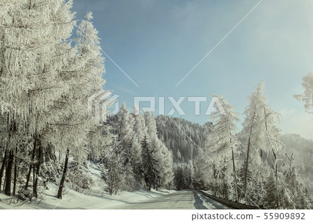 Morning on winter forest road, trees on the side Morning on winter forest road, trees on the side 55909892
