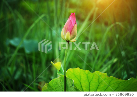Beautiful pink lotus flower in blooming at sunset 55909950