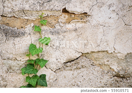 Ivy crawling up a stone wall 55910571