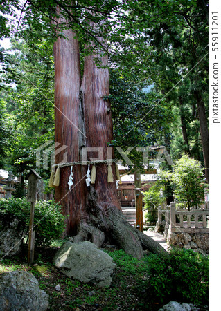 在日本最低的中央流域,Ishio,Hikamicho,丹波市,兵庫縣的Isobe神社前面的一棵神聖的樹 在日本最低的中央流域,Ishio,Hikamicho,丹波市,兵庫縣的Isobe神社前面的一棵神聖的樹 55911201