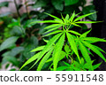 Closeup shot medical  green cannabis growing on a 55911548