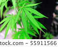 Closeup shot medical  green cannabis growing on a 55911566