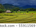 Thailand farmers rice planting working on the 55911569