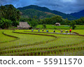 Thailand farmers rice planting working on the 55911570