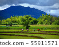 Thailand farmers rice planting working on the 55911571