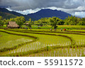 Thailand farmers rice planting working on the 55911572