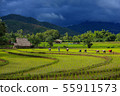 Thailand farmers rice planting working on the 55911573