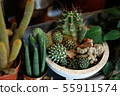 side view of a many pot full of cactus succulent 55911574
