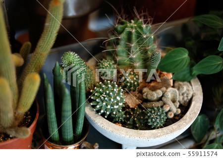 side view of a many pot full of cactus succulent side view of a many pot full of cactus succulent 55911574