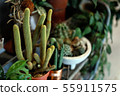 side view of a many pot full of cactus succulent 55911575