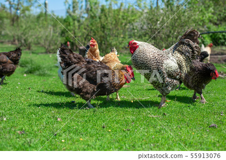 rooster and chickens graze on green grass. rooster and chickens graze on green grass. 55913076
