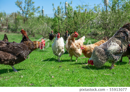 rooster and chickens graze on green grass. rooster and chickens graze on green grass. 55913077