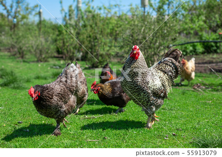 rooster and chickens graze on green grass. rooster and chickens graze on green grass. 55913079