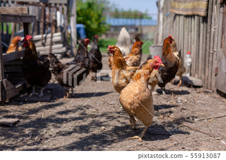 Chickens graze in a lawn at a home farm Chickens graze in a lawn at a home farm 55913087