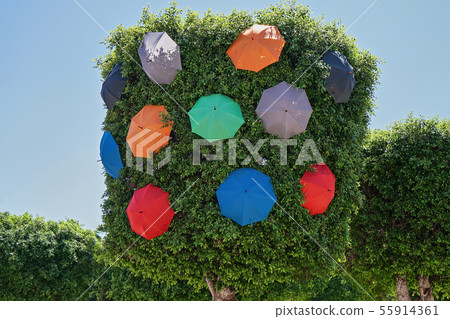 Crown of trees of Ficus in city park decorated Crown of trees of Ficus in city park decorated 55914361