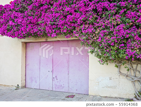 Beautiful Paperflower bush covers the wall of 55914368