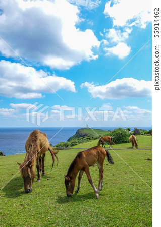 Yonaguni horse 55914462