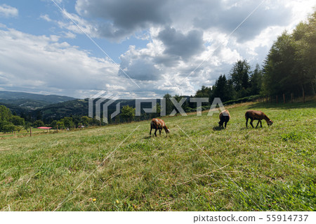 goats on the hills of Polish Beskids 55914737