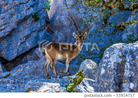 Spanish Ibex, Capra pyrenaica in Torcal de Antequera National Park, Spain Spanish Ibex, Capra pyrenaica in Torcal de Antequera National Park, Spain 55914757