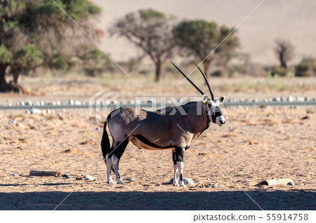 Grazing Orinx in Namibia Grazing Orinx in Namibia 55914758