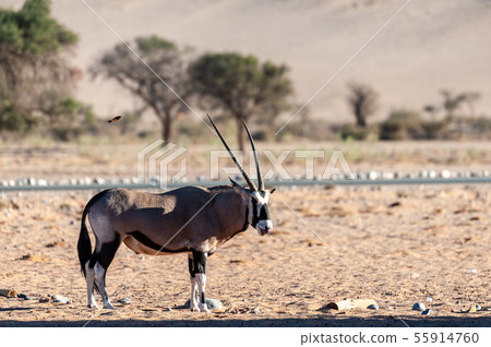 Grazing Orinx in Namibia Grazing Orinx in Namibia 55914760