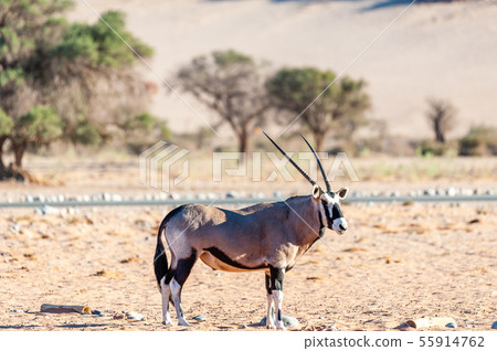 Grazing Orinx in Namibia Grazing Orinx in Namibia 55914762