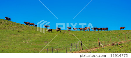Cows in Madrigueras in Sierra de Grazalema, Andalusia, Spain. 55914775