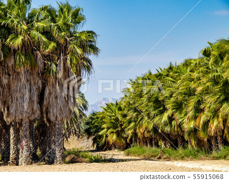 Palm Groves, Palmeral in Elche near Alicante in 55915068