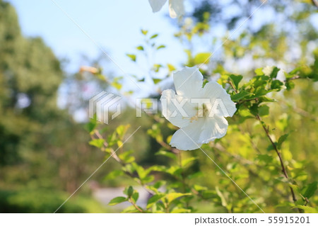 Mukugawa no Hana Mukugawa no Hana 55915201