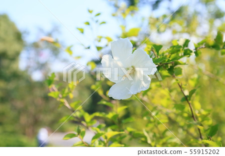 Mukugawa no Hana Mukugawa no Hana 55915202