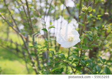Mukugawa no Hana Mukugawa no Hana 55915203