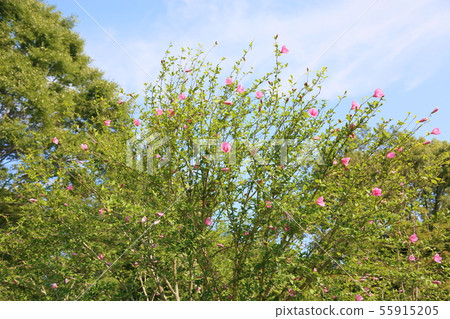 Mukugawa no Hana Mukugawa no Hana 55915205