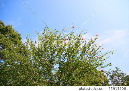 Mukugawa no Hana Mukugawa no Hana 55915206