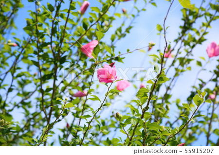 Mukugawa no Hana Mukugawa no Hana 55915207