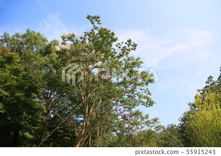 夏天公園Sulpsberry花 夏天公園Sulpsberry花 55915243