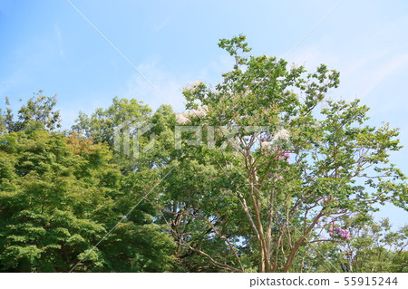 Summer park Sulpsberry flowers 55915244