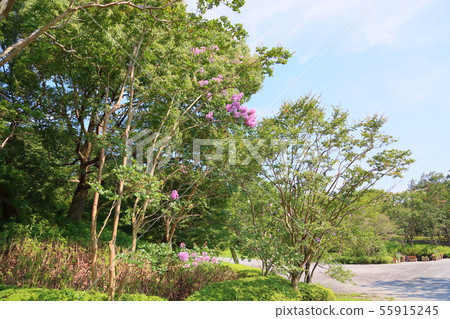 Summer park Sulpsberry flowers 55915245