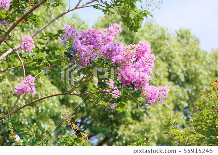 Flower of crape mybs Flower of crape mybs 55915246