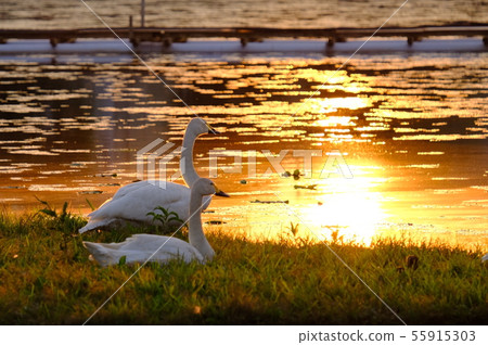 白鳥金湖 55915303