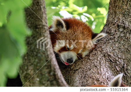 The red panda, Ailurus fulgens, also called the The red panda, Ailurus fulgens, also called the 55915364