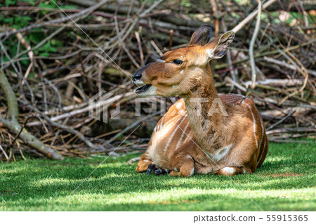 Nyala Antelope - Tragelaphus angasii. Wild life 55915365