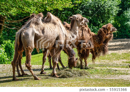Bactrian camel, Camelus bactrianus in a german zoo 55915366
