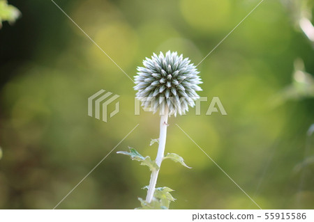 Star frost Star frost 55915586