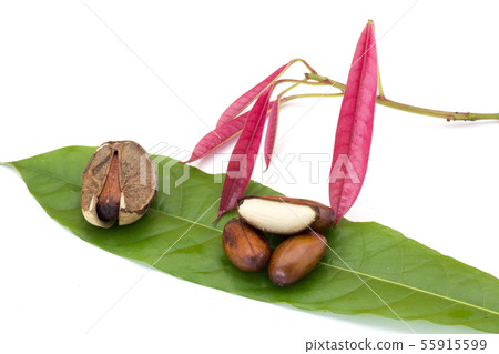 Elateriospermum tapos Blume (Family Elateriospermum tapos Blume (Family 55915599