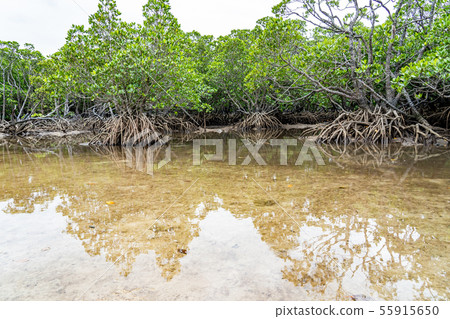 Okinawa Ishigakijima Futtsukawa mangrove community 55915650